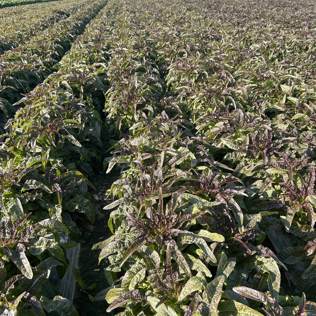 露天种植紫叶香莴笋
