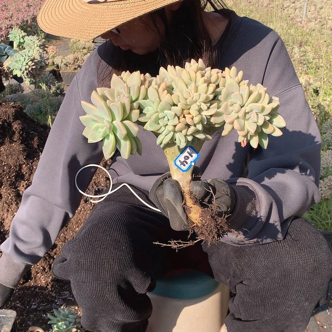 104 淡雪缀 一物一拍