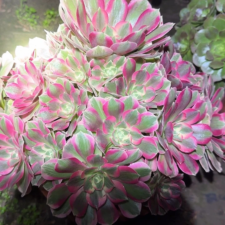 新品种妖月老桩亏本福利