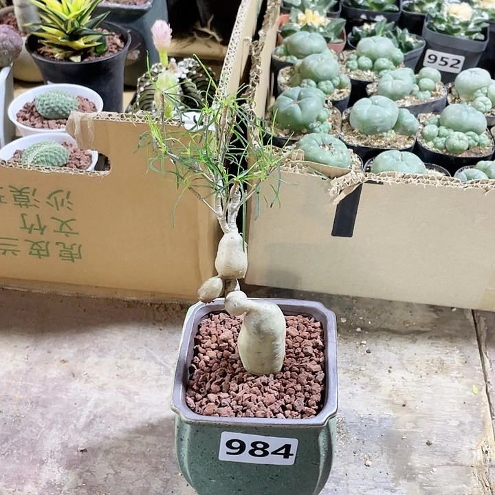 984柳叶麒麟大戟带盆发