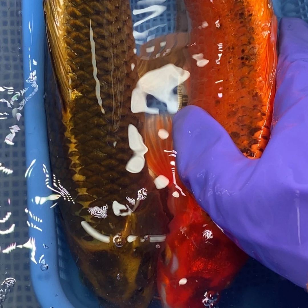 锦鲤冷水锦鲤包邮