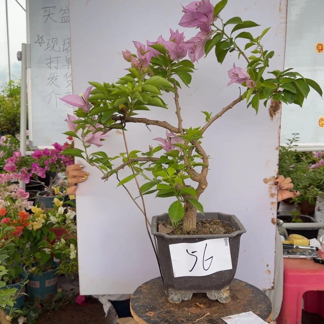 大部分花苞少量开放56 金夫人