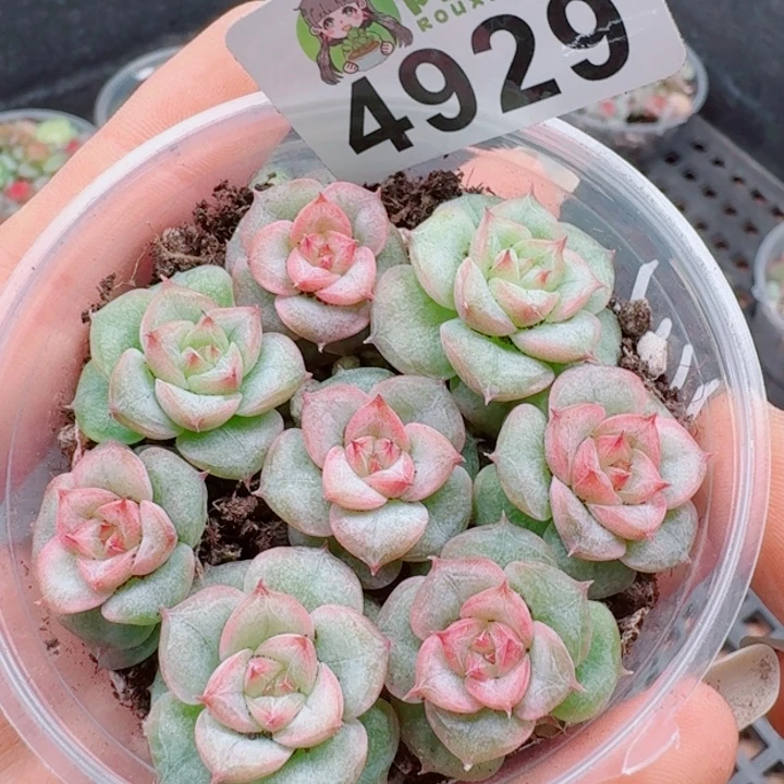 多肉植物多肉植物