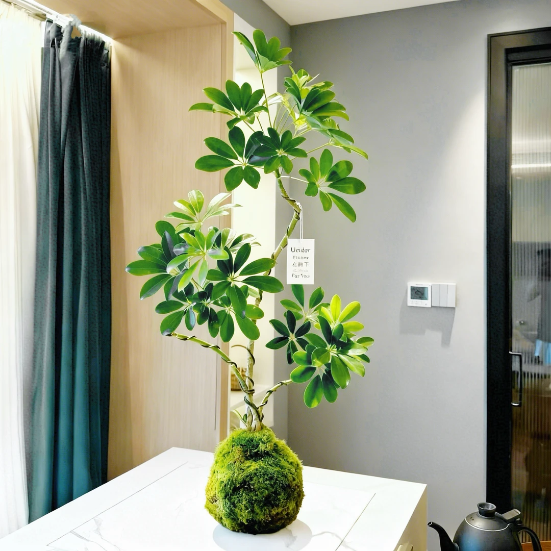 鸭脚木发财树水培盆栽室内办公室桌面四季绿植净化空气好养微盆景