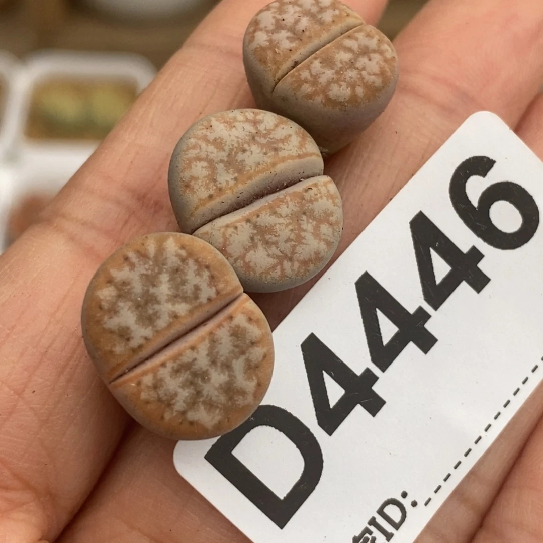 4446 开播福利三颗拿铁