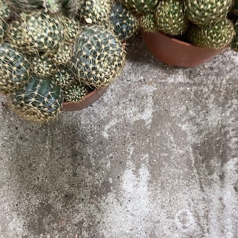 多色丽花。36799900