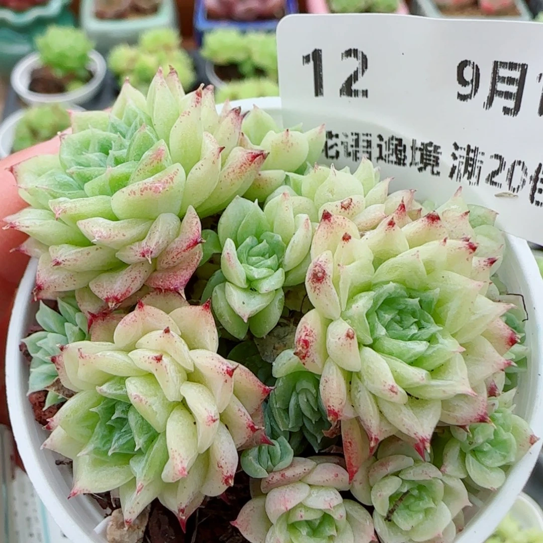 花语逸镜0915-12散