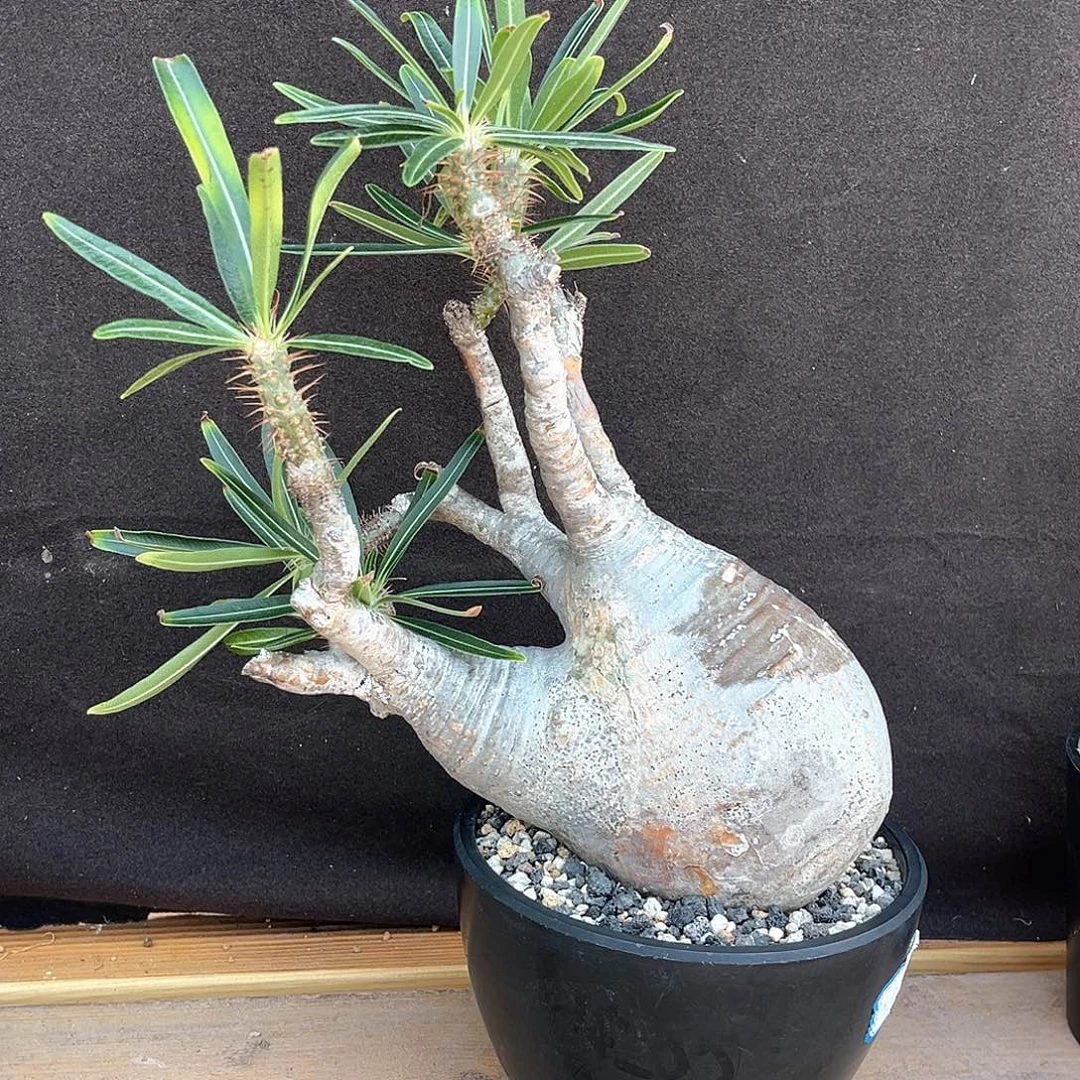 产地象牙宫，养定，手枪造型