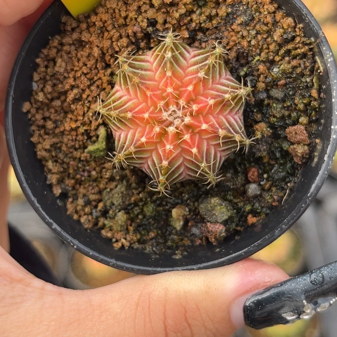 A24 泰系肋骨轮回 带盆土