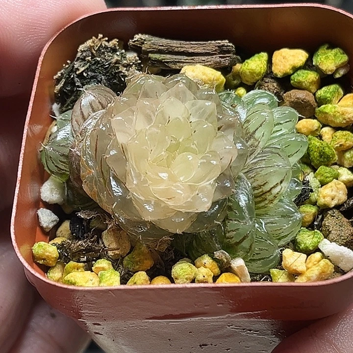 237三头翠云玉露锦