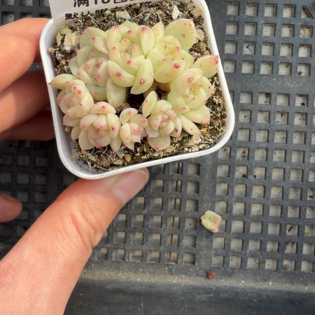 ₍***星东篱下多肉植物哈哈哈36