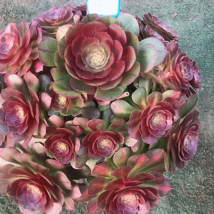 836抹茶多肉法师