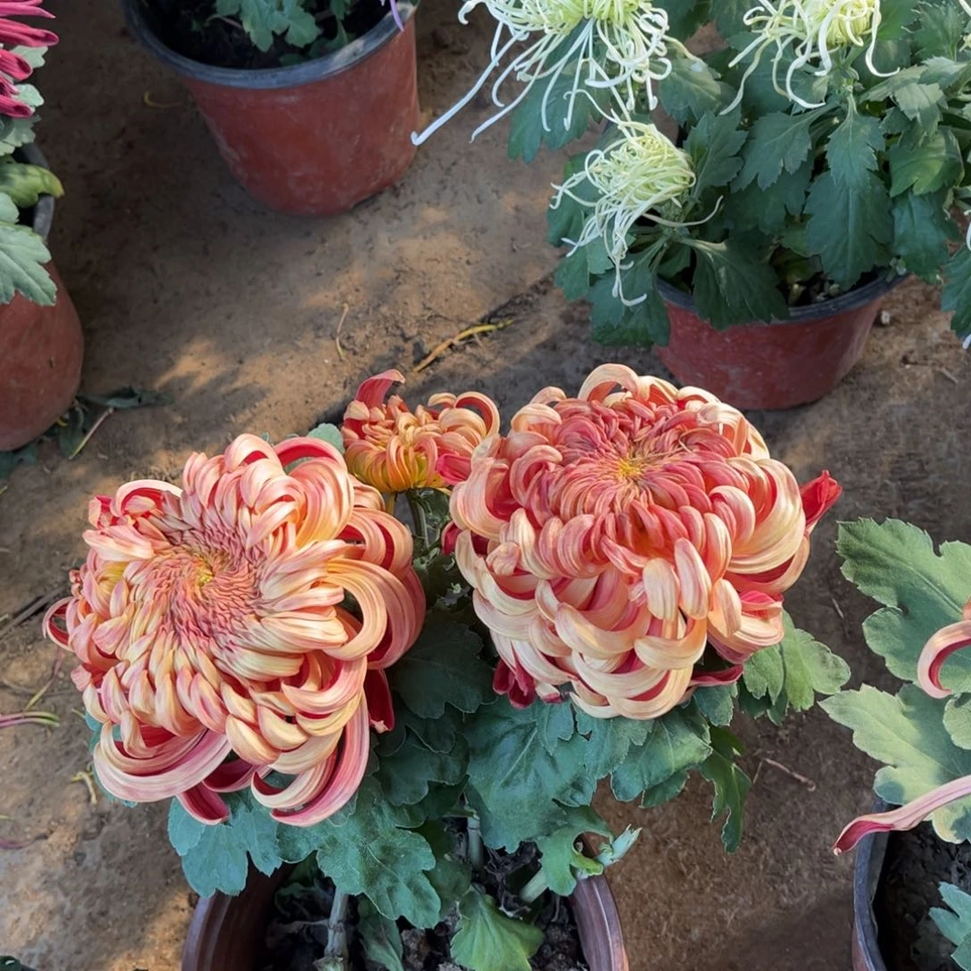 完全开放橙国华原盆