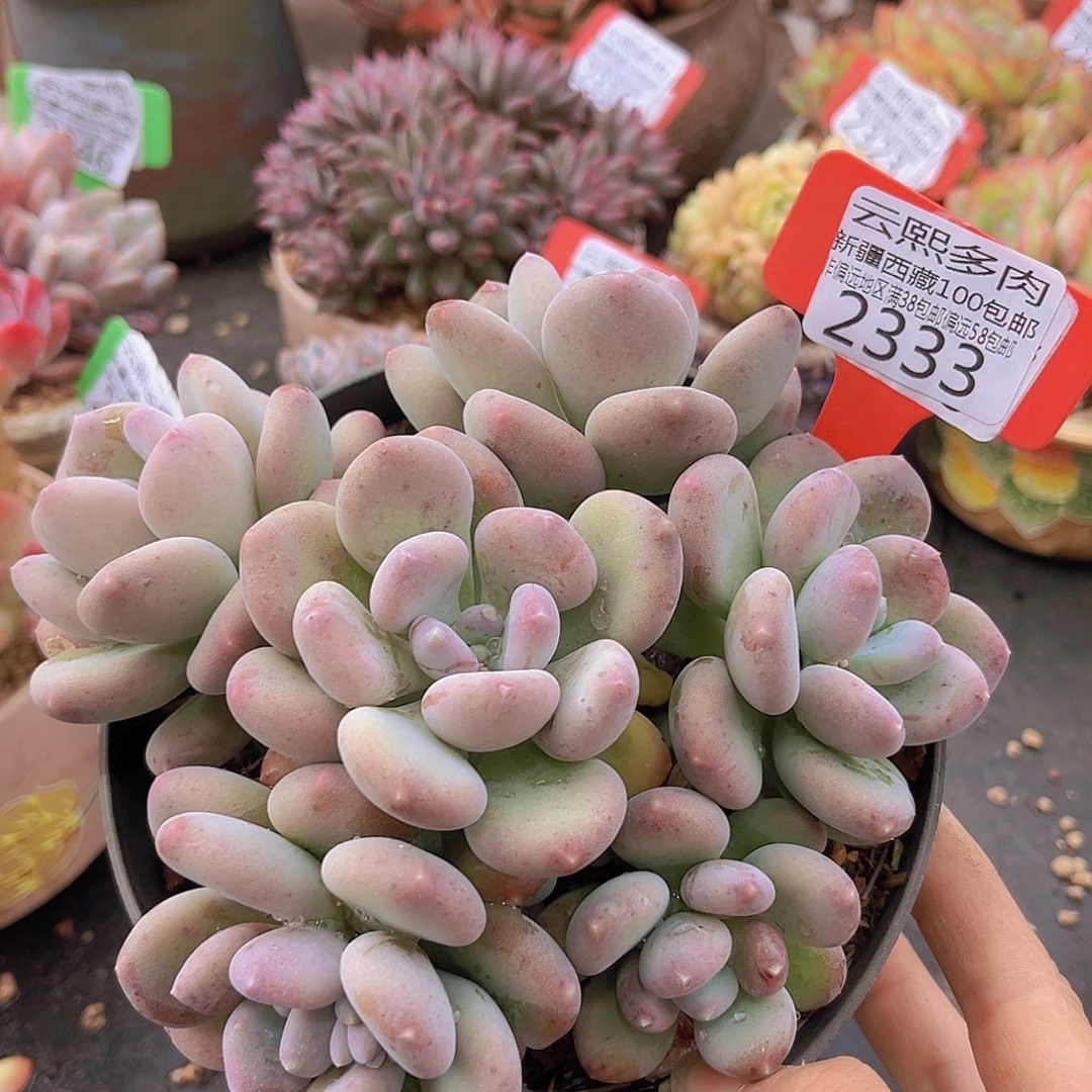 2333咖啡美人多肉植物