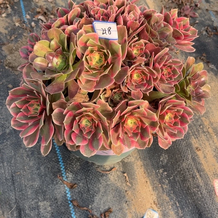 218女郎多肉植物法师