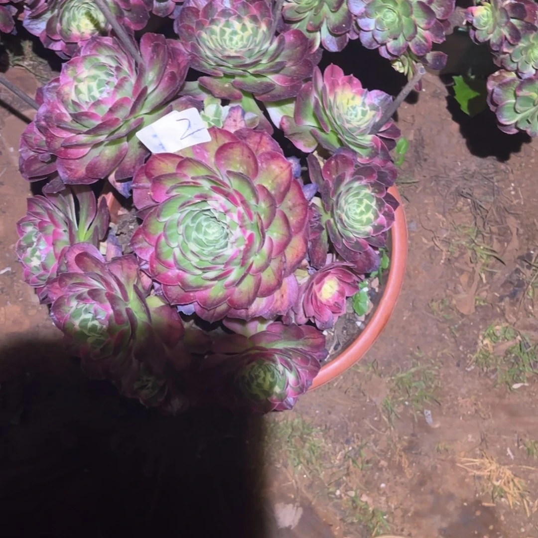 云南多肉植物海王