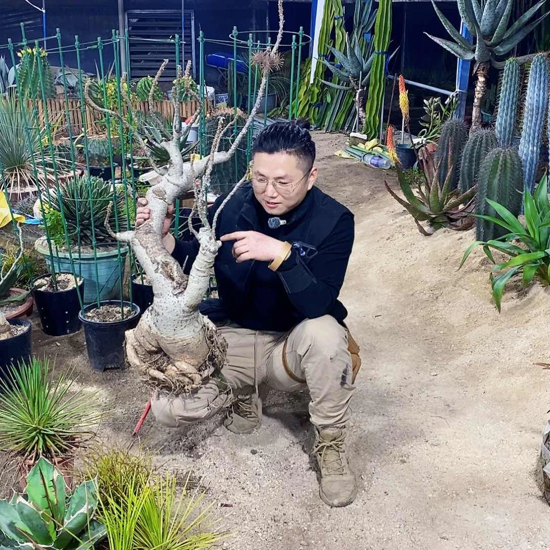 一*将安卡丽娜一颗51111