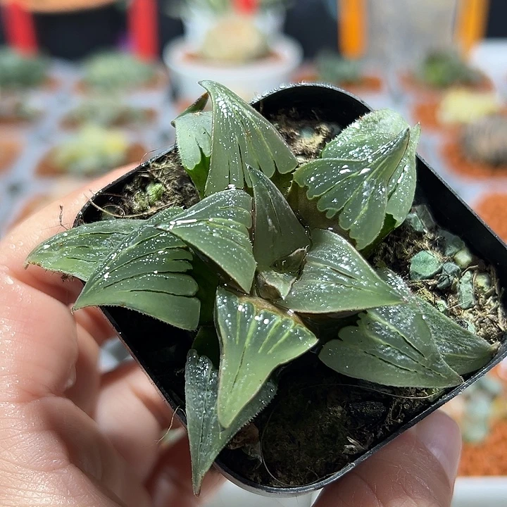 十二卷多肉芭提雅泉水