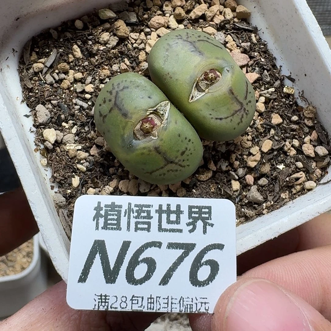 多肉植物的润泽ghh