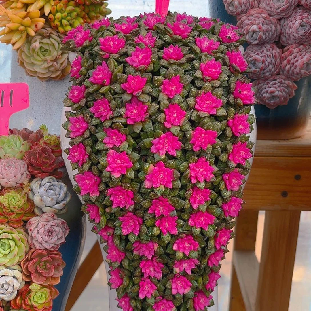 114紫心多肉组合