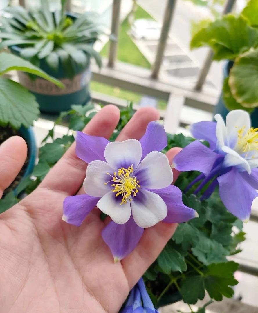 耧斗菜草花种子四季种子庭院阳台盆栽地栽