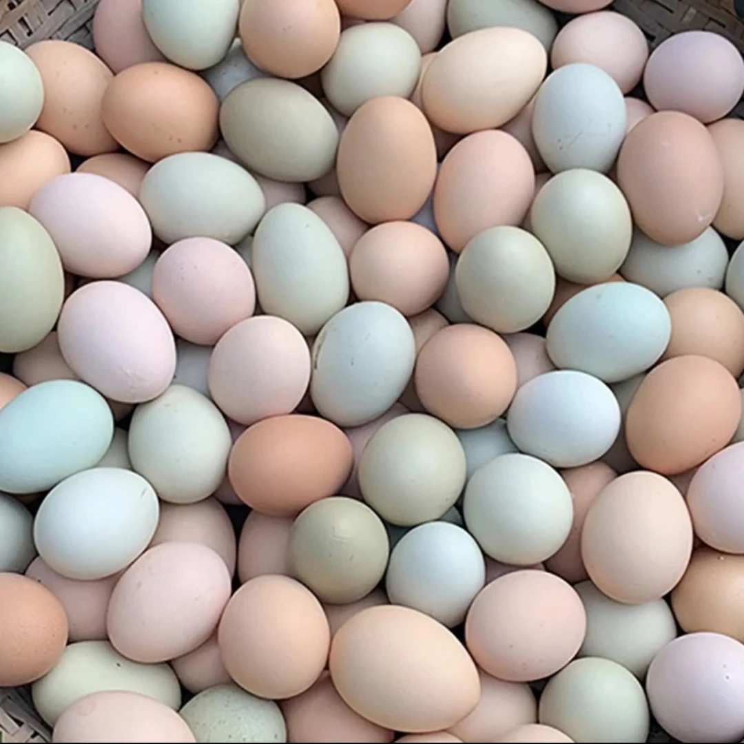 老孙家散养土鸡蛋