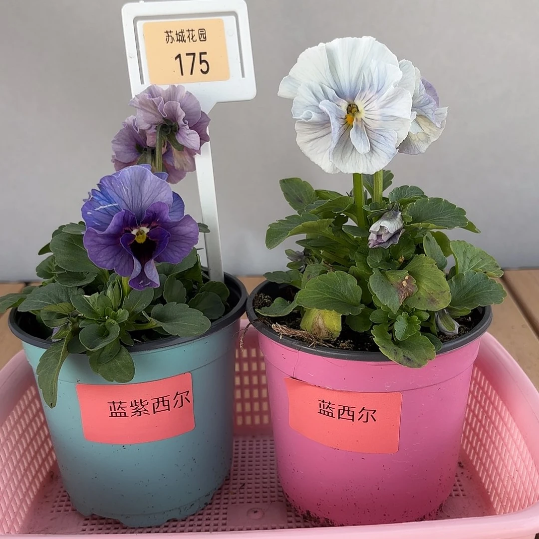 大部分开放少量花苞175