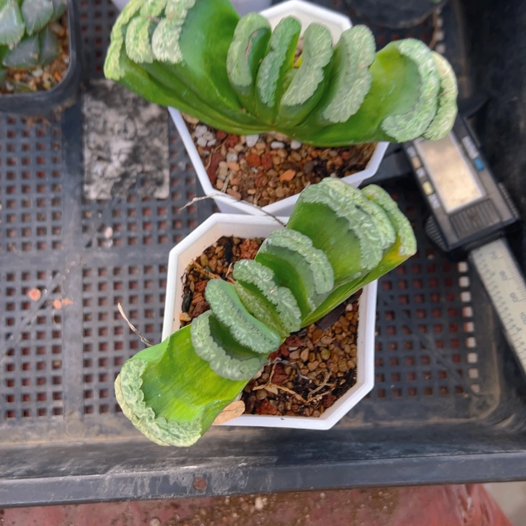 雷龙玉扇多肉多肉一颗