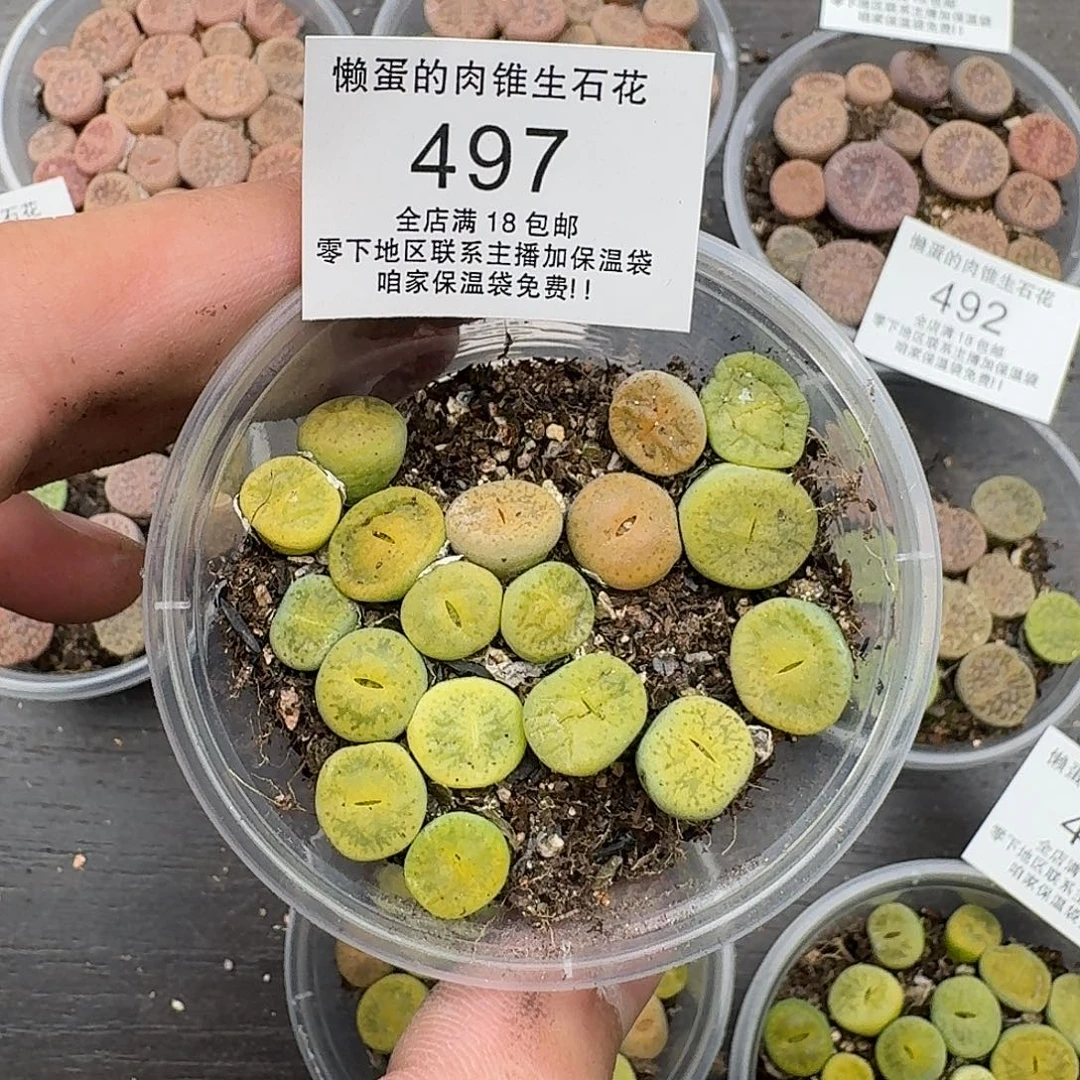 497 绿一箭之遥满18包邮