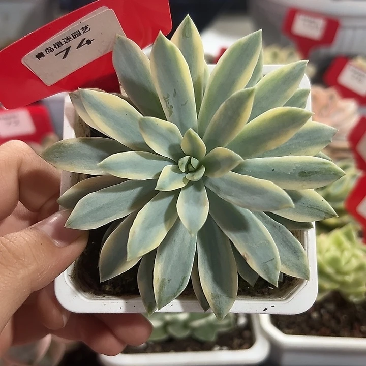 74号太阳神锦多肉植物