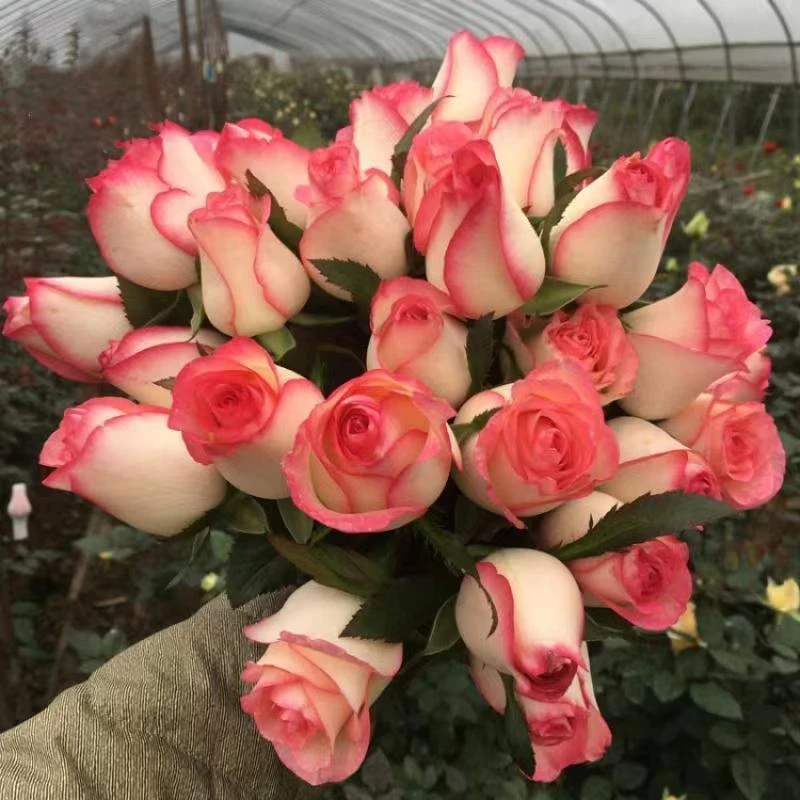 【艾莎独颗】切花玫瑰阳台庭院好养护四季开花花卉绿植月季盆栽