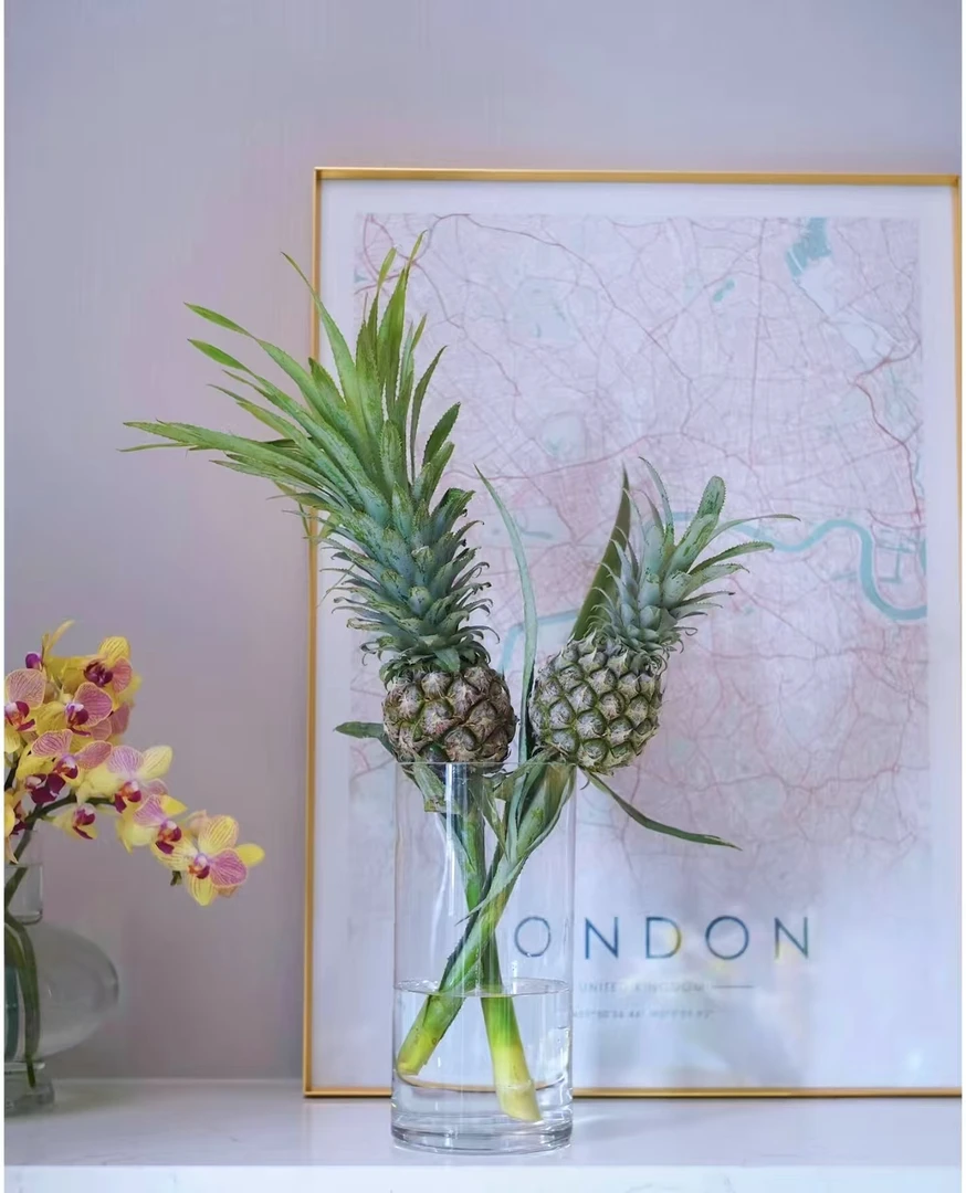 【买一送一】小菠萝凤梨水培鲜花动感光菠带感冬季耐寒水养云南直发