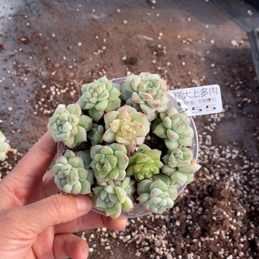 糕大上多肉植物255