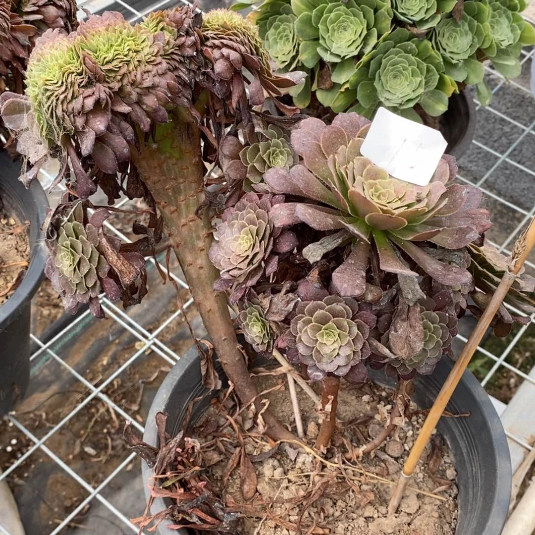 鬼***王多肉植物组合拼盘15