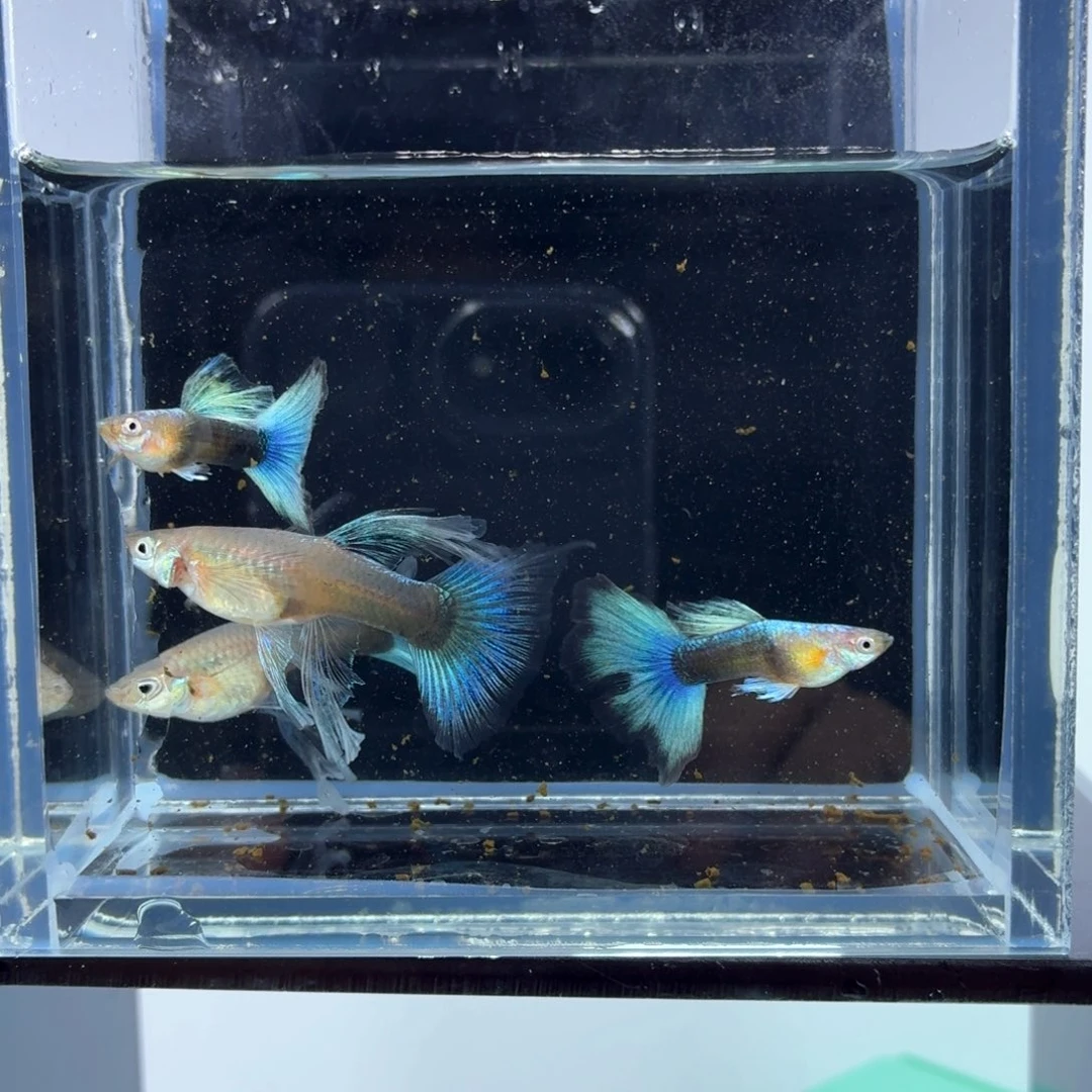 孔雀鱼蓝礼服绣球两对（23）