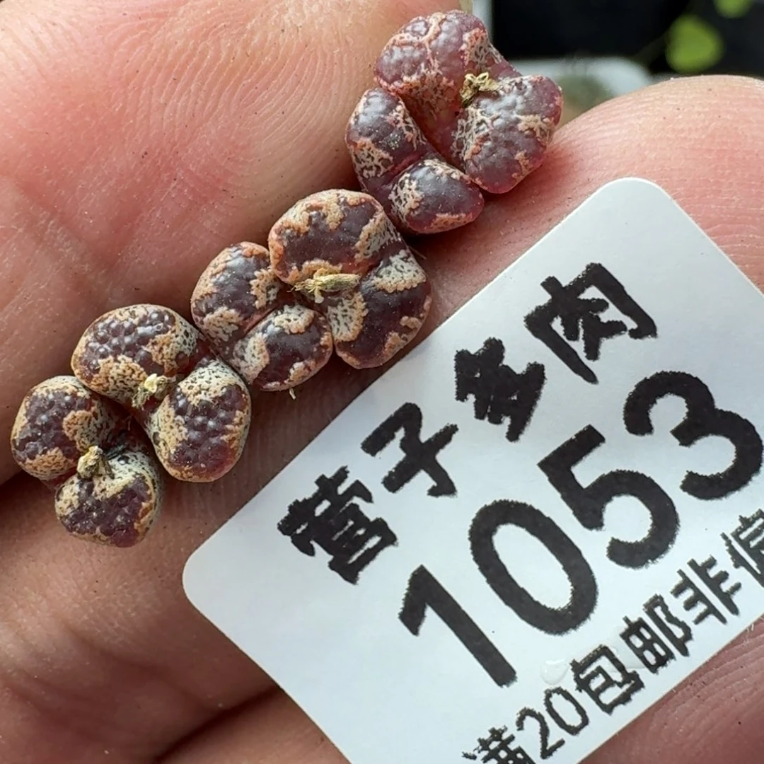 蝴蝶勋章。