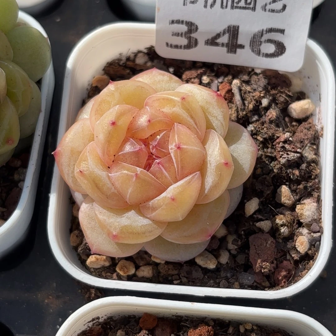 346佛门大智慧大经大佛