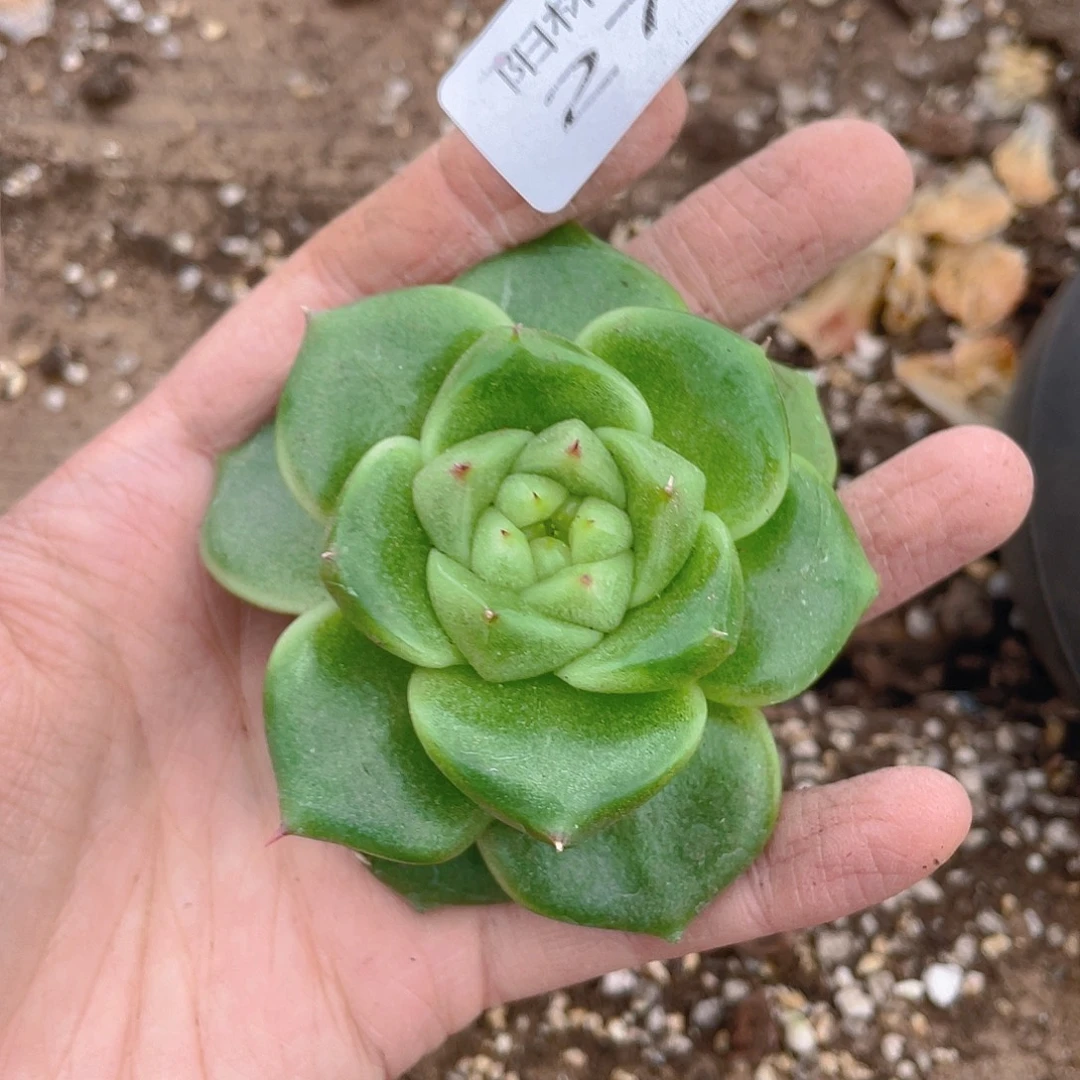 哦***喽多肉植物多肉植物274