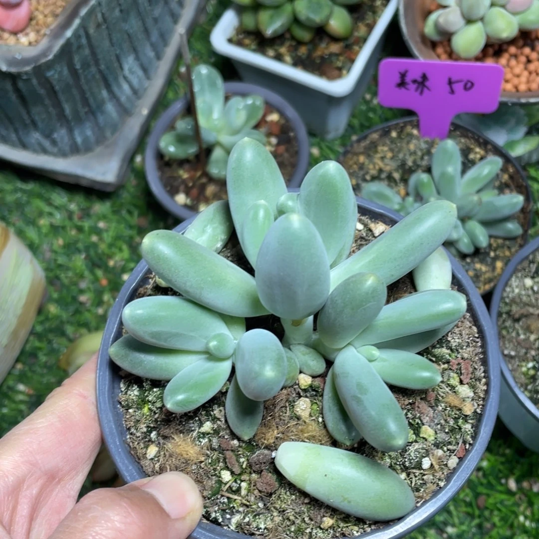 君***卿X系列美人多肉植物