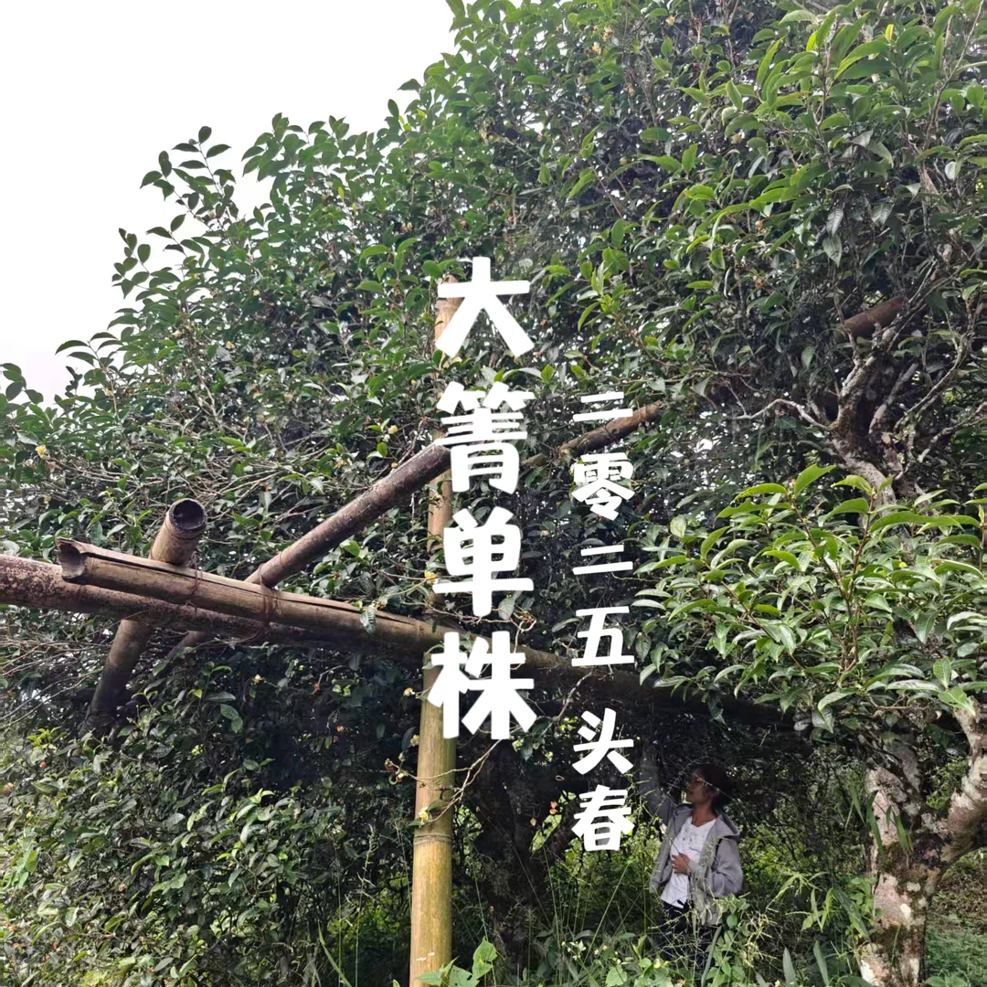 【国庆中秋单株专拍】2025年邦旭森林大箐单株头春古树普洱生茶散茶