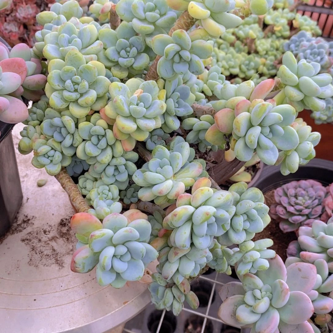 香香劳尔多头群生老桩