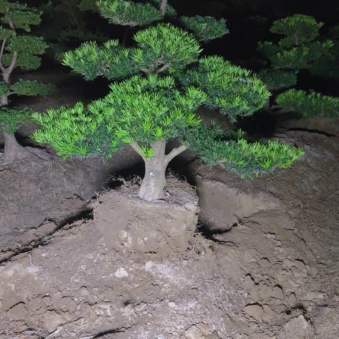 超***。完全开放罗汉松果子朋友圈