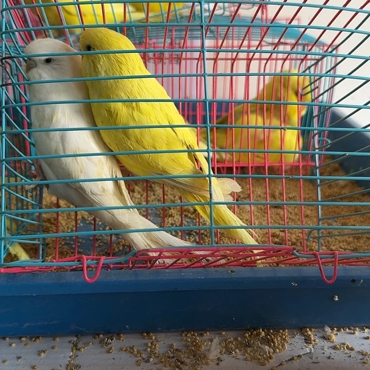 虎皮鹦鹉大头鹦鹉