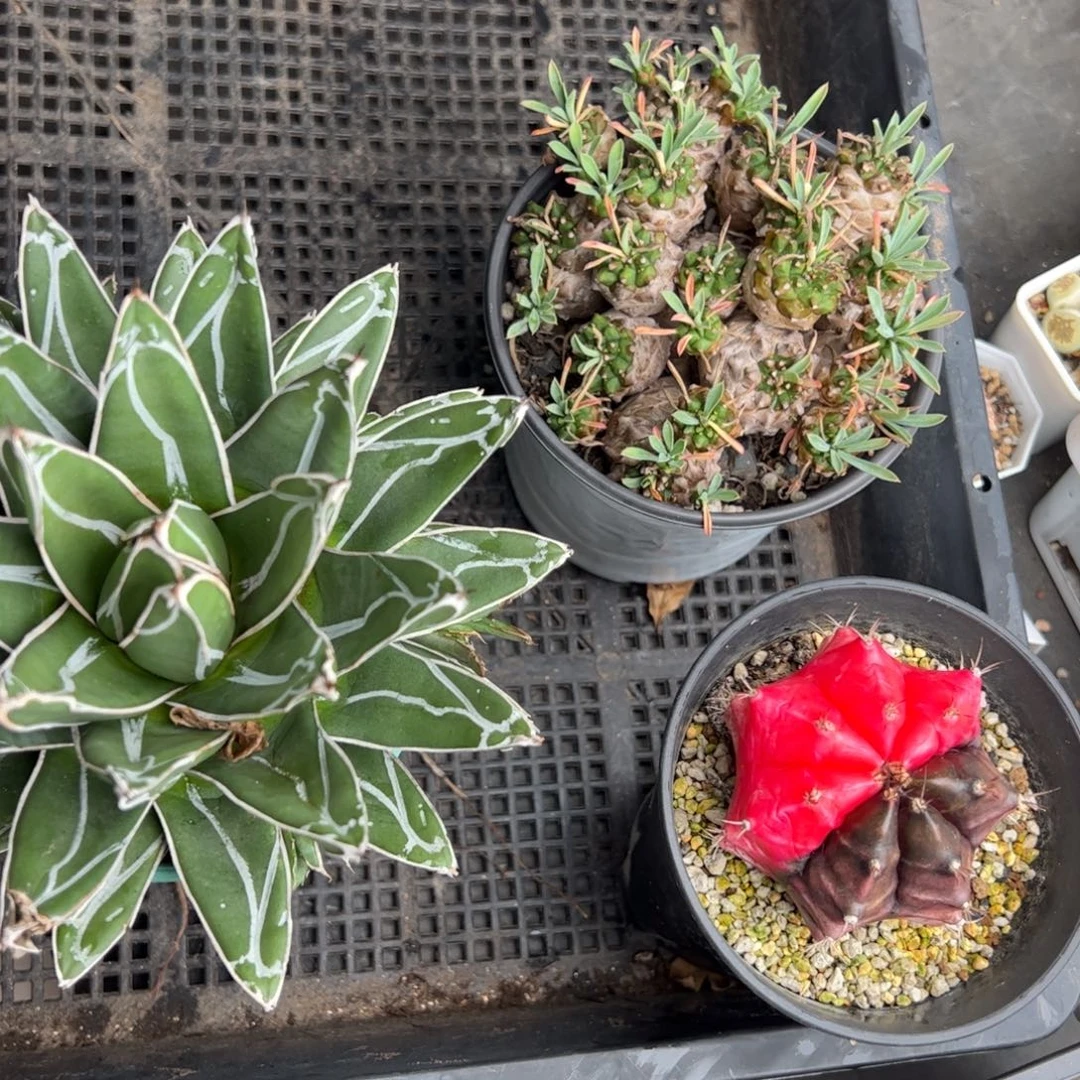 大****0483号3颗 多肉植物