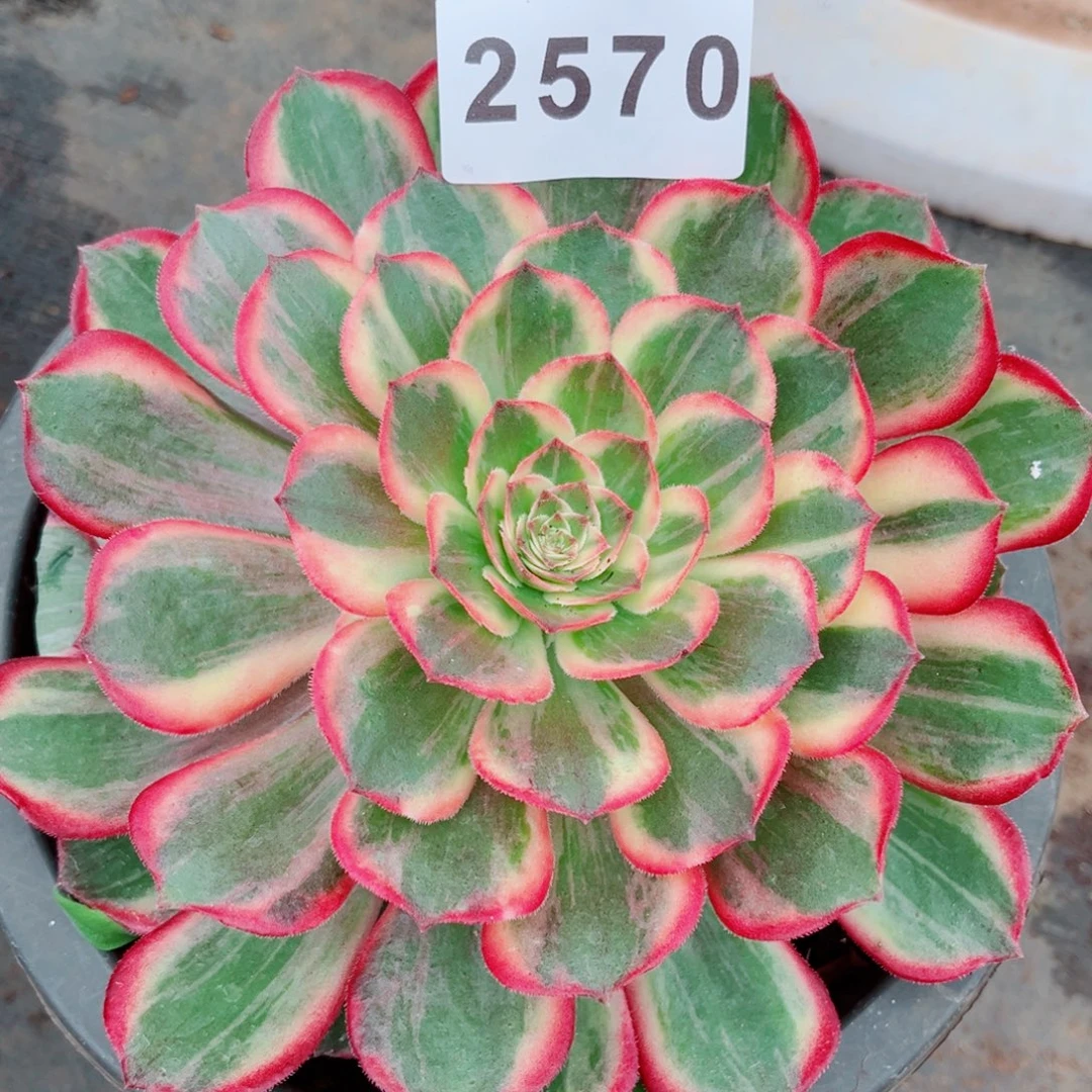 新品黑魔锦多肉发货