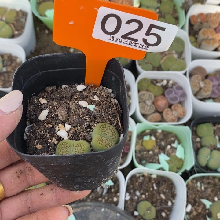 Y**i生石花小苗025