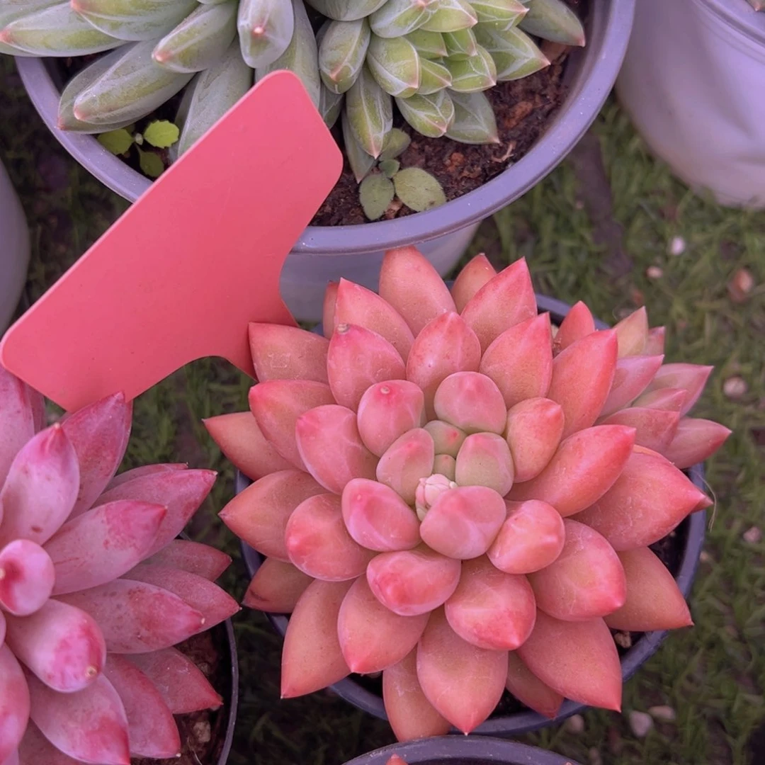 香玉的故事是一个人的故事