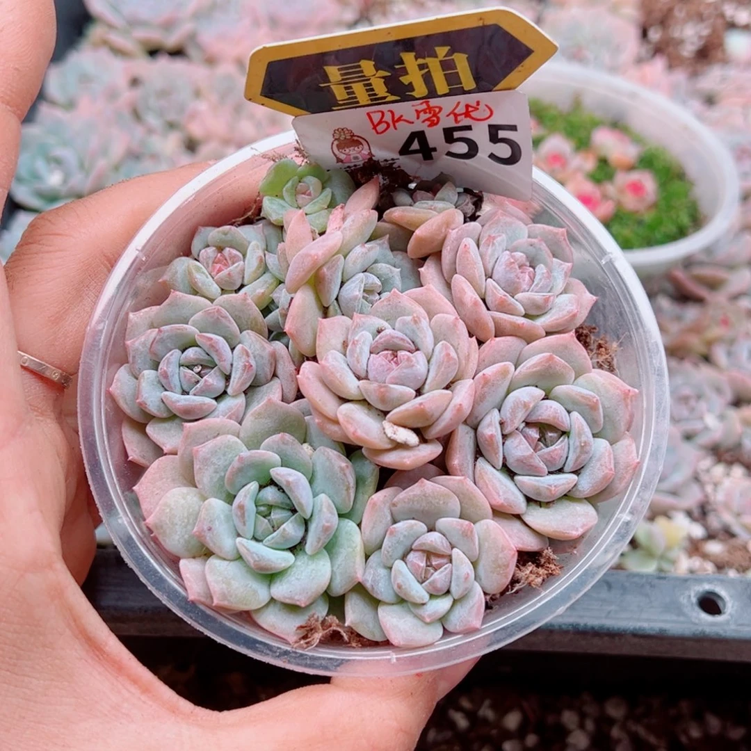 多肉植物多肉植物