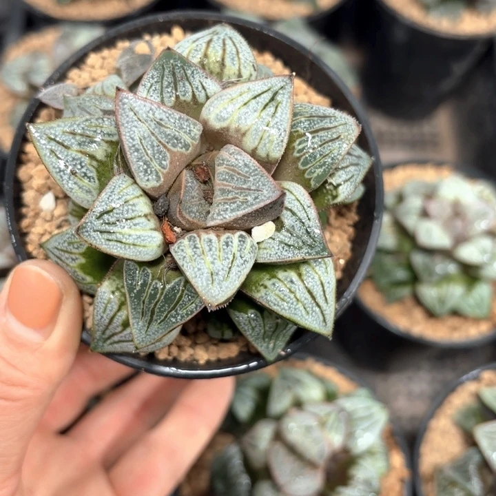 母本青蟹多肉植物