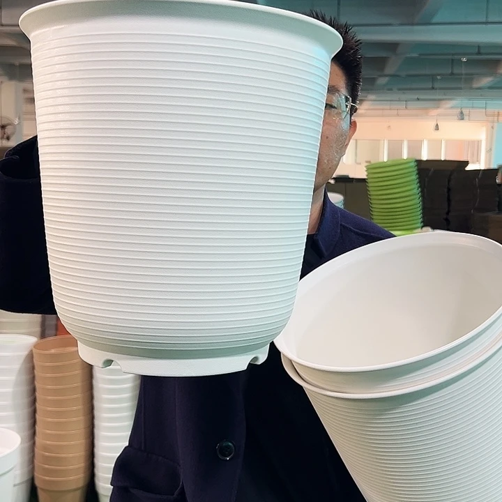 正品高陶口30高31白色3只无托